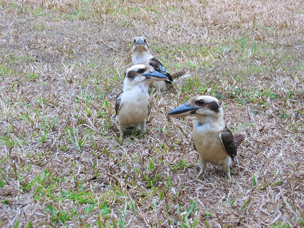 041 Kookaburras.jpg
